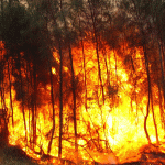Hell on Earth: The Australia Bushfires and how YOU can help